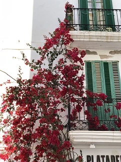 Blossom Ibiza old town