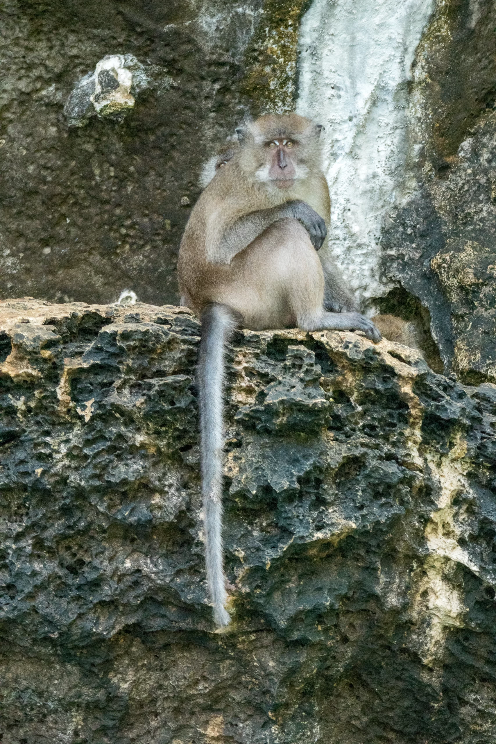 Monkey on rock monkey sat on a rock at monkey beach