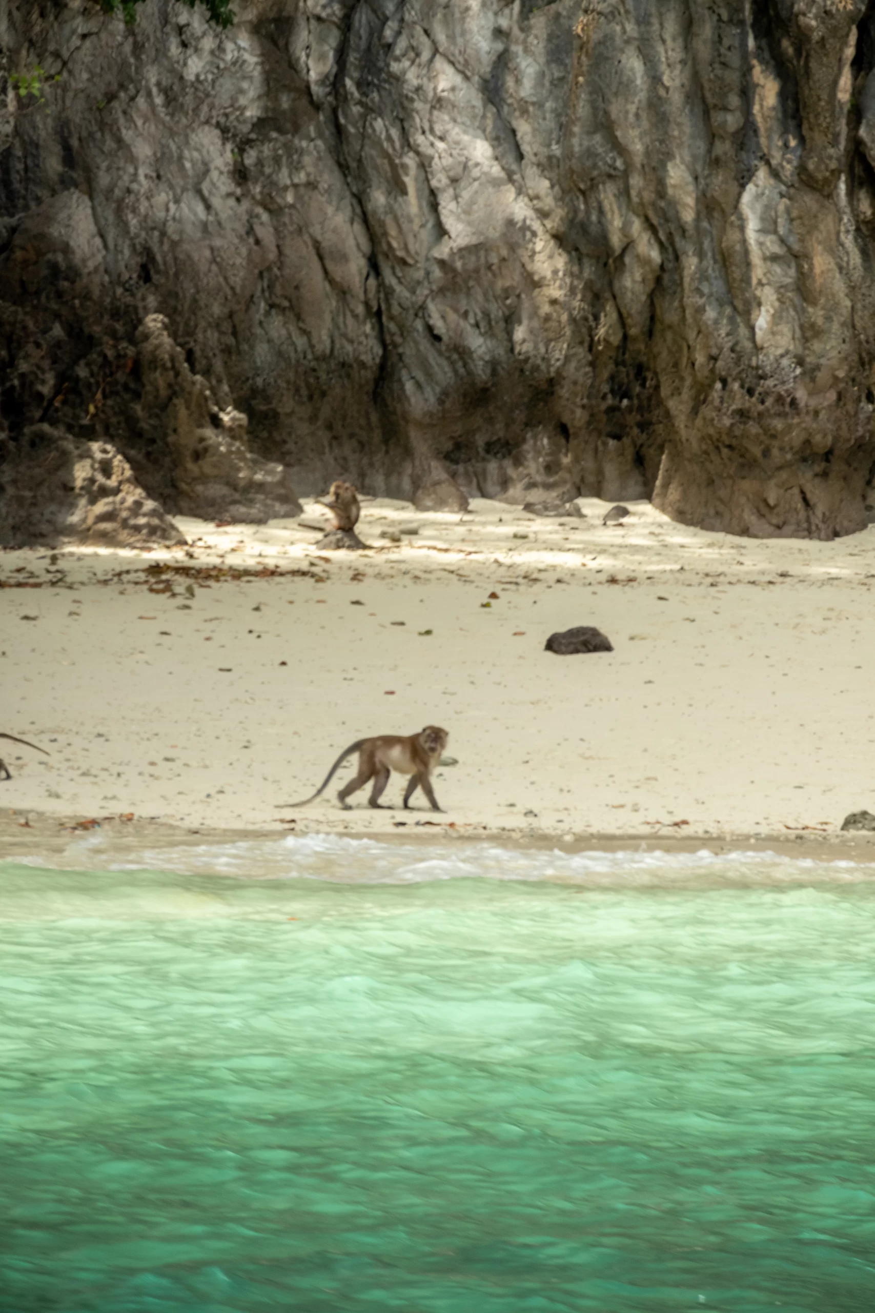 Monkey on Beach Monkey walking along the beach