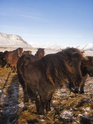 Icelandic Horses Icelandic Horses 2