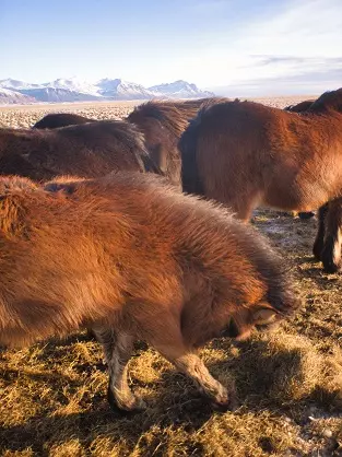 Icelandic Horses Icelandic Horses