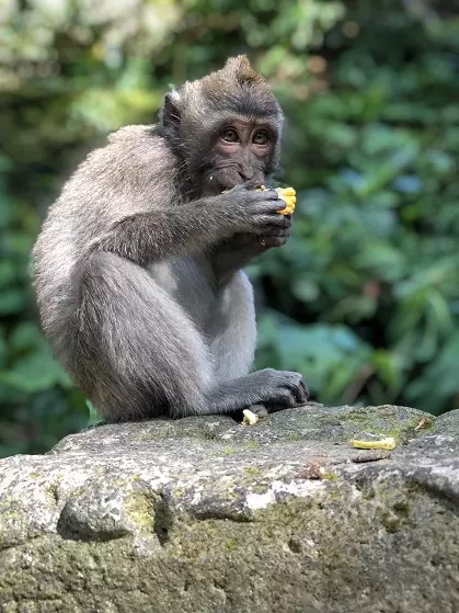 Monkey Forrest