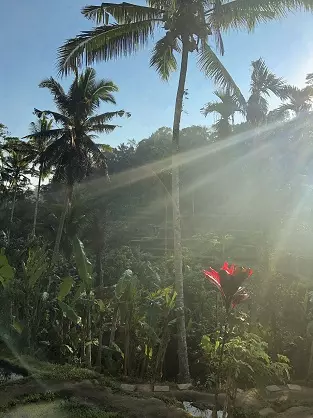Tegalalang Rice Terrace Hotel Mexicola