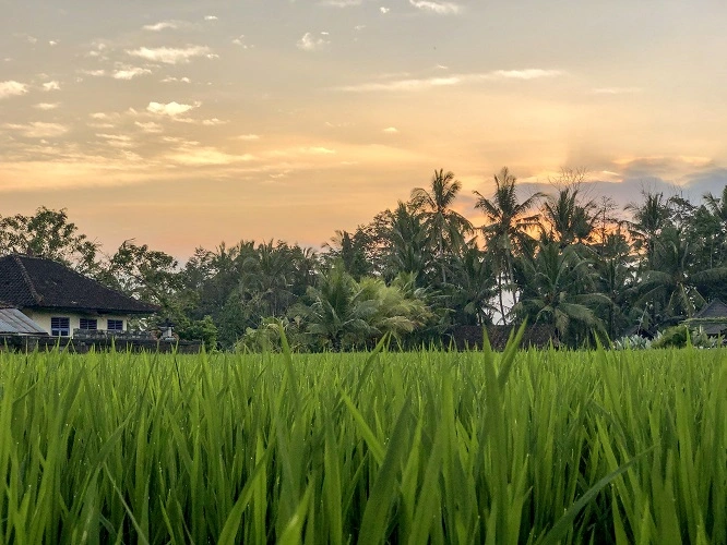 Ubud rice field sunset