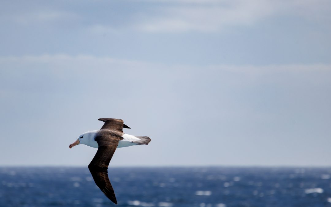 Sailing the Drake Passage
