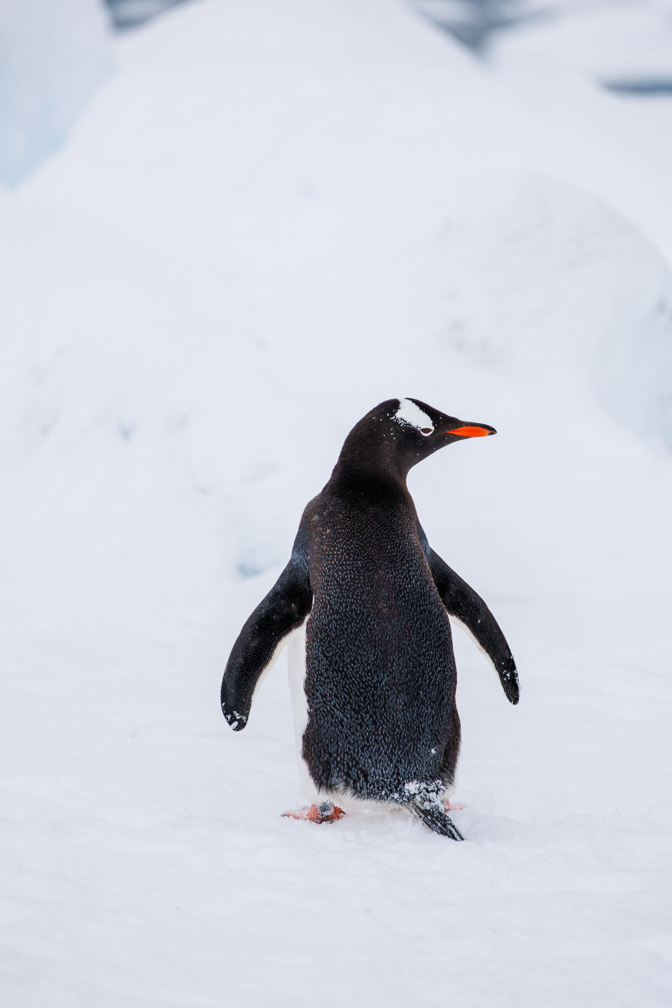 Gentoo Penguin Icelandic Horses