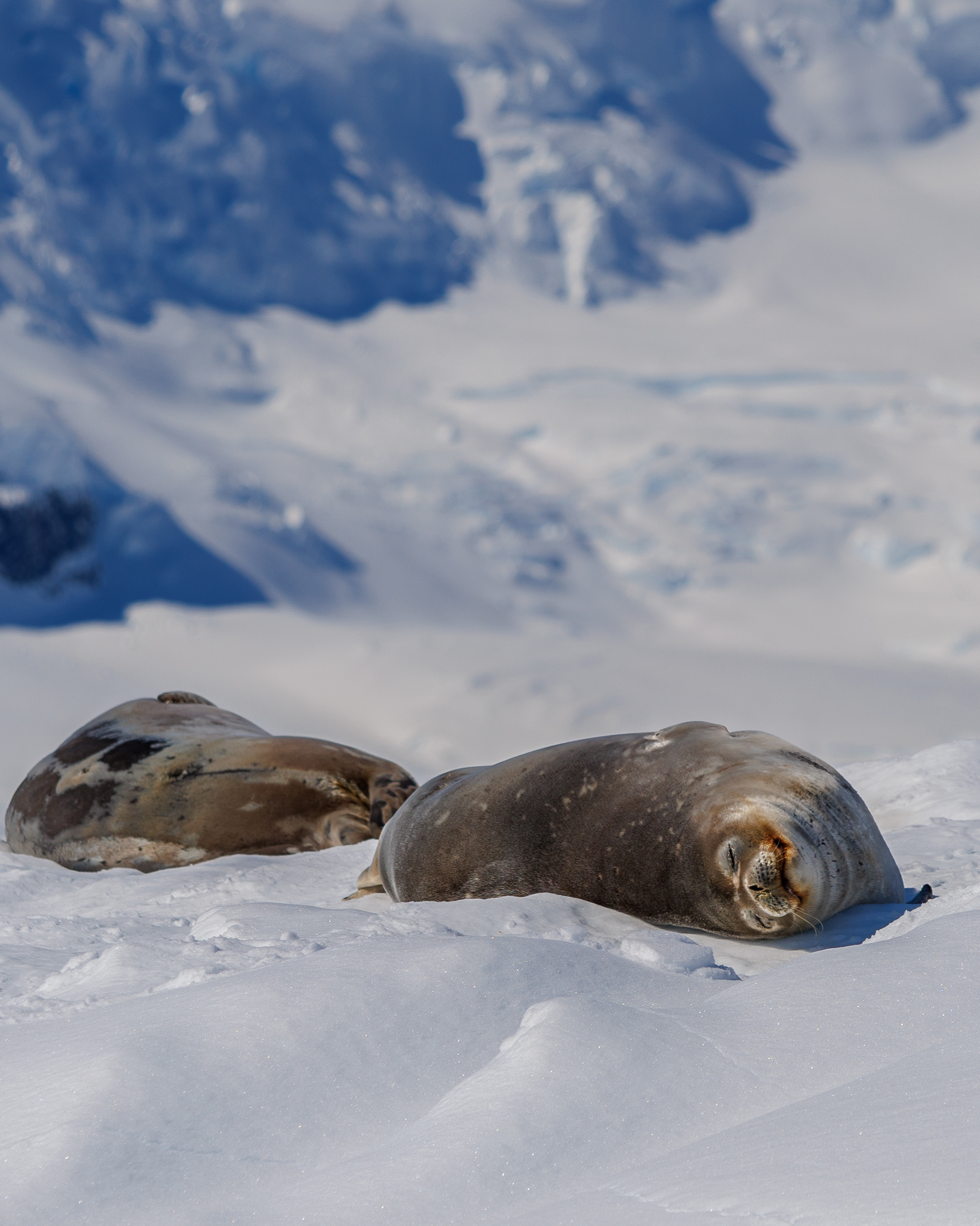 Two Weddell Seals Gljufrabui
