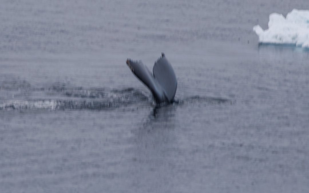 Day 10 & 11: Calm Return Through the Drake Passage