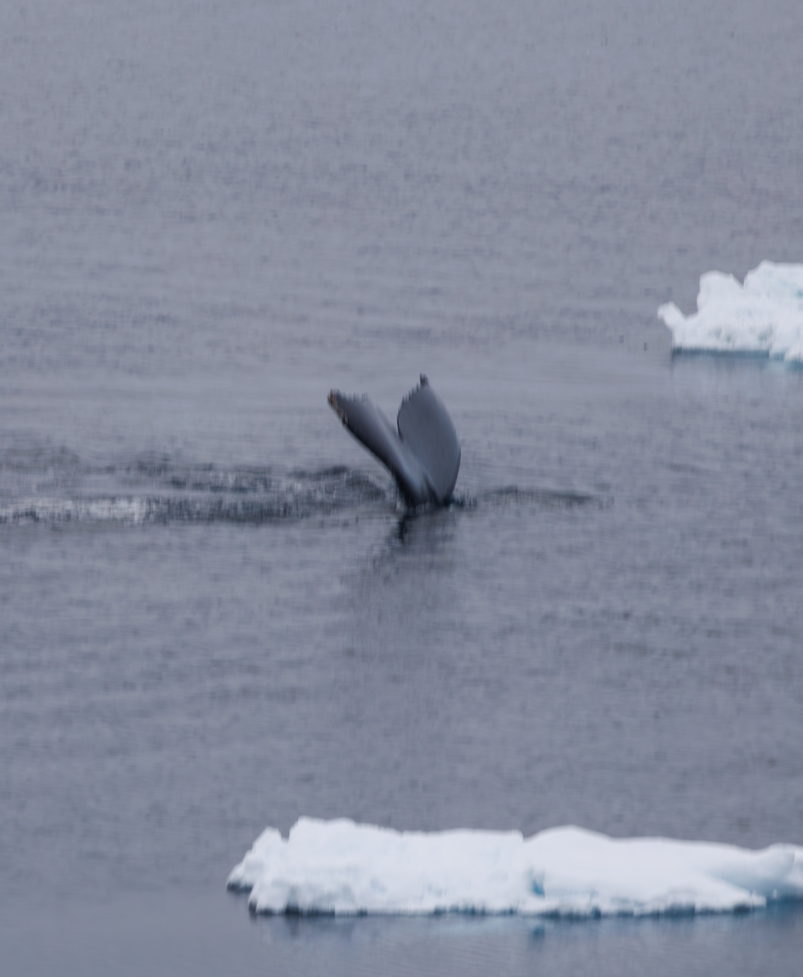 Whale Tail