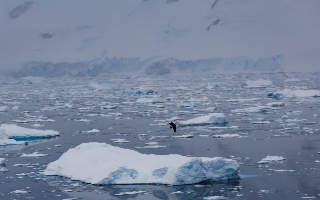 Whale Watching and Hiking at Portal Point