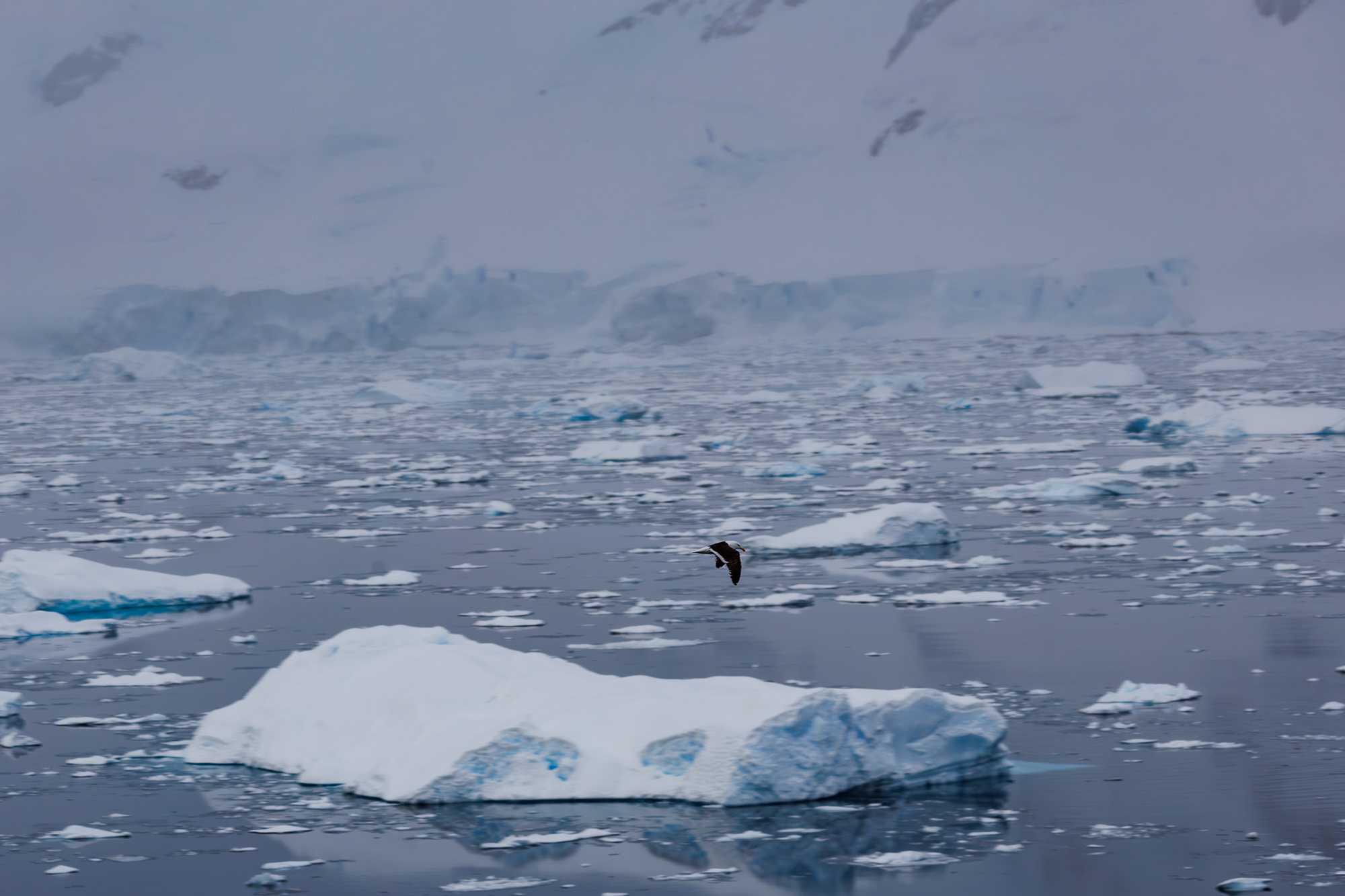 Climbing-the-Glacier