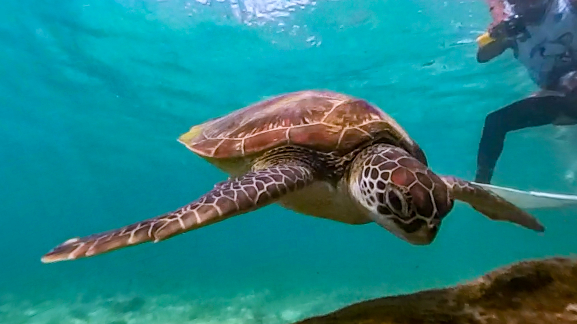 Turtles and Sardines Cebu Turtles and Sardines Cebu