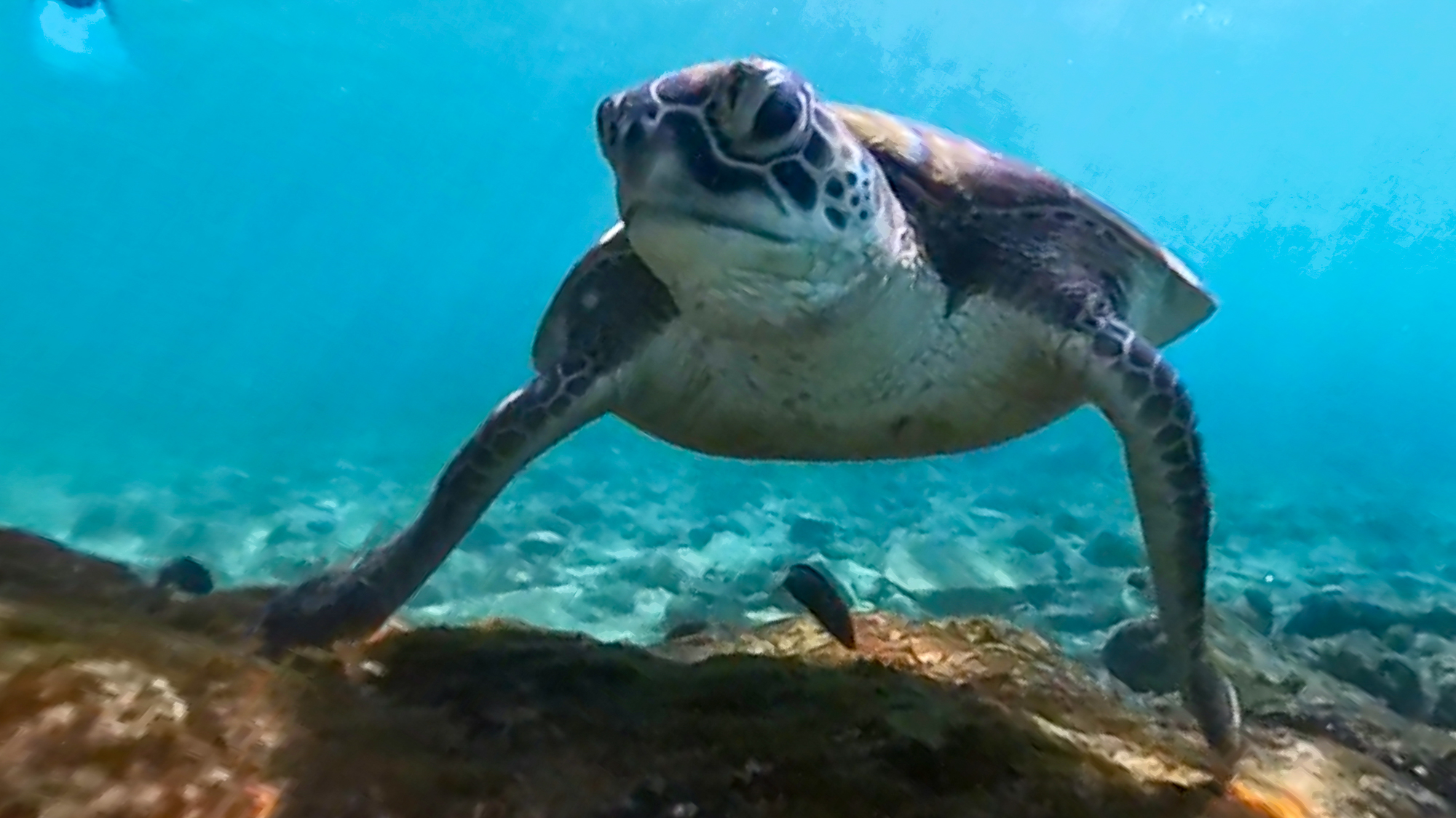 Turtle looking at camera in Cebu Vestrhorn-Mountains