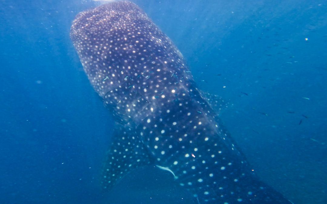 Whale Shark Watching