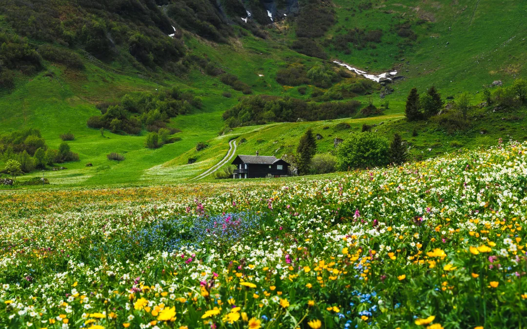 The Mürren Trek and Alpine Meadows