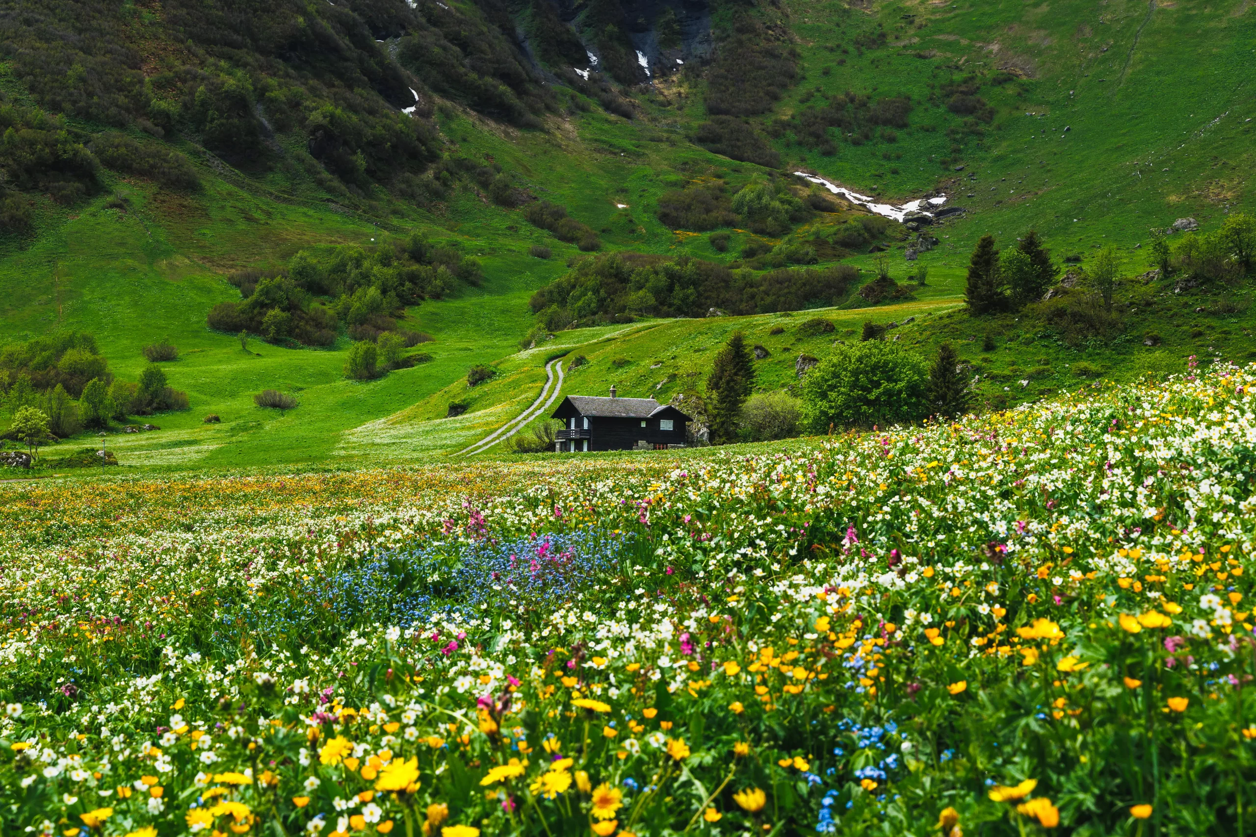 Flower Meadow