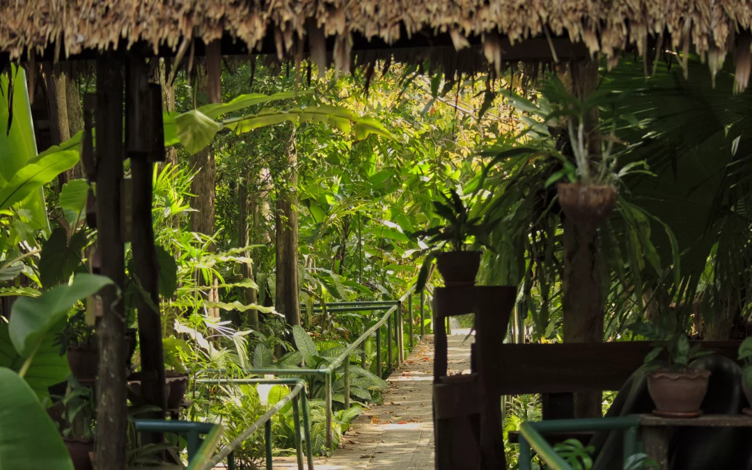 Day 6: Rainforest Rhythms and Night Safaris