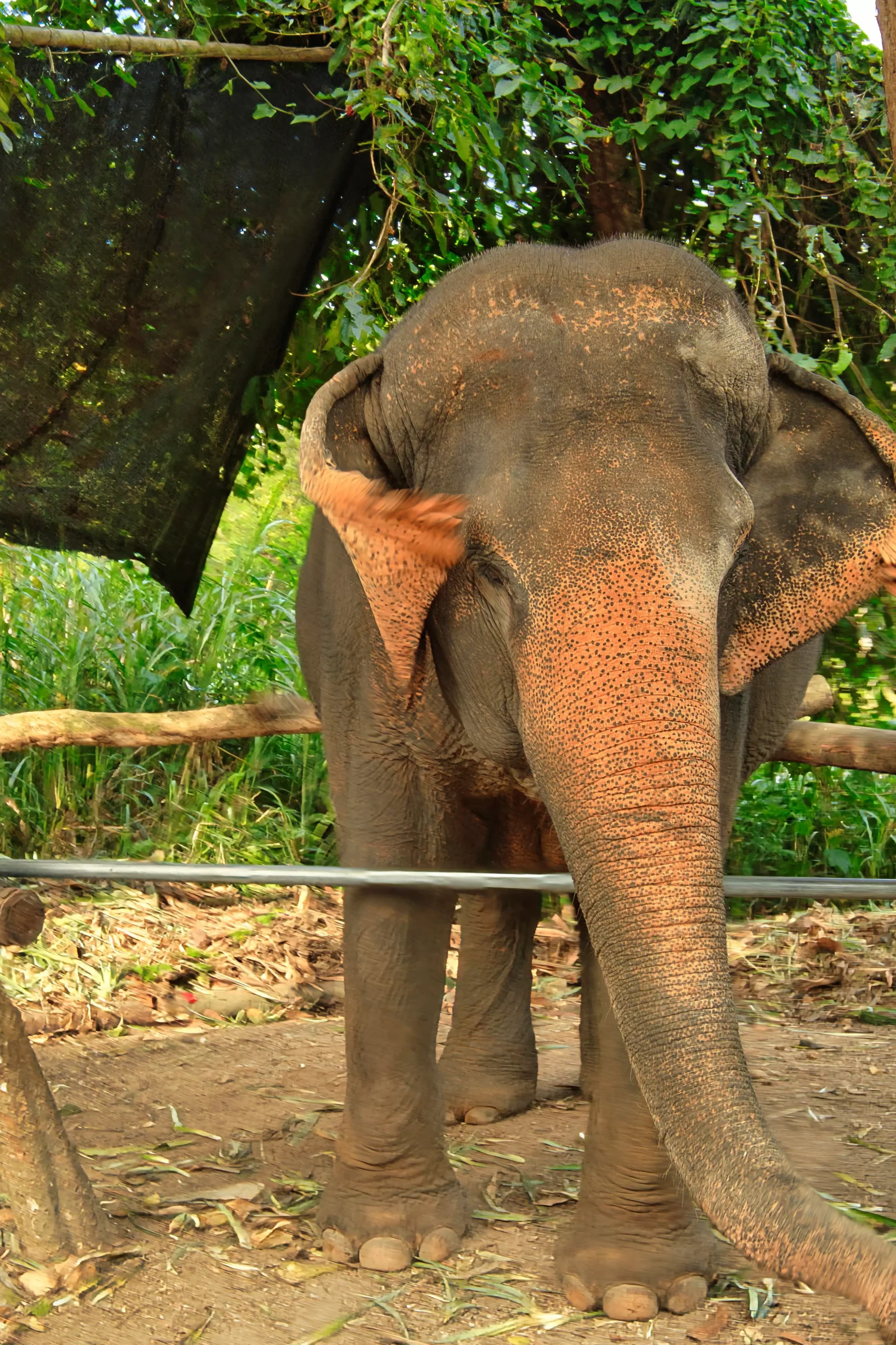 Khao Sok Elephant Khao Sok Elephant